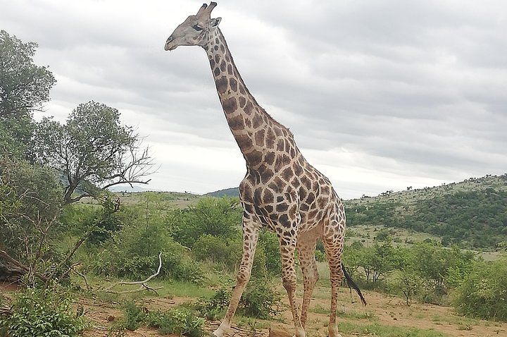 Pilanesberg & Lion & Safari Park - Photo 1 of 11